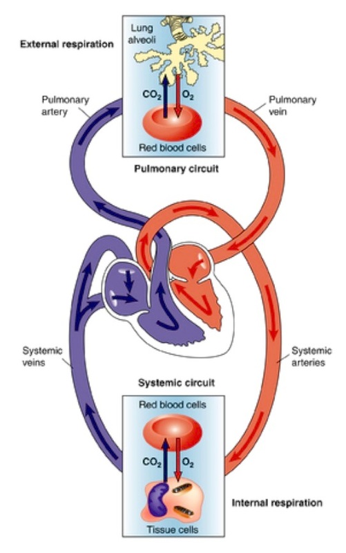 Circulatory System - HealthNewsBlog